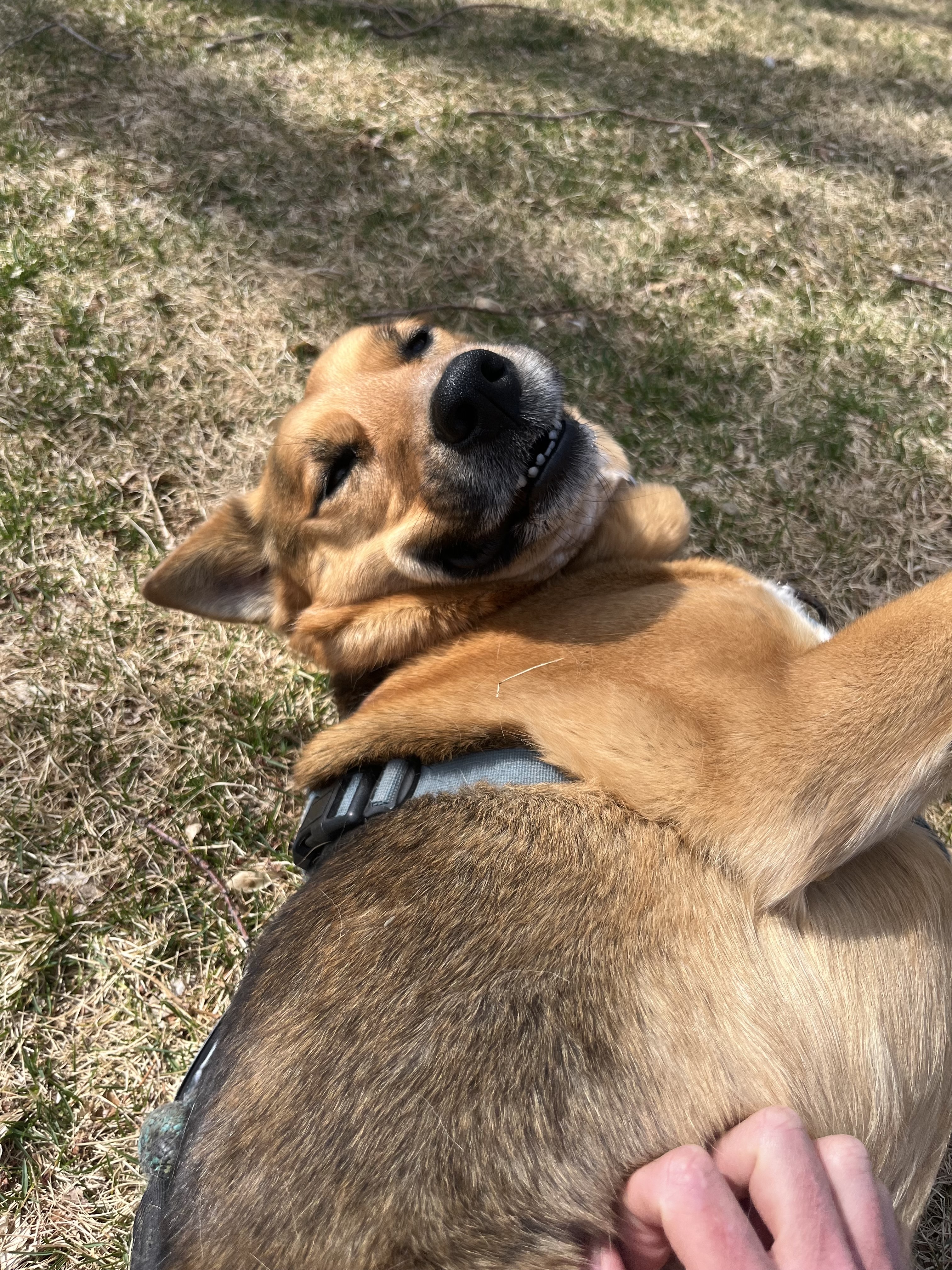 Gino
